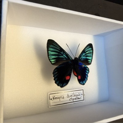 Entomological Box - Necyria duellona butterfly