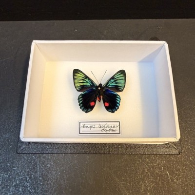 Entomological Box - Necyria duellona butterfly