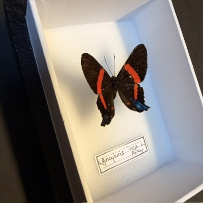 Entomological Box - Ancyluris inca butterfly