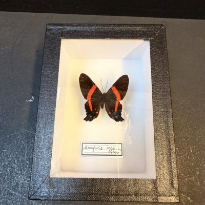 Boite entomologique - Papillon Ancyluris inca