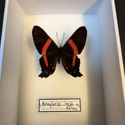 Boite entomologique - Papillon Ancyluris inca