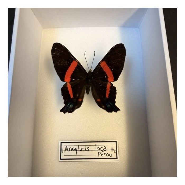 Entomological Box - Ancyluris inca butterfly