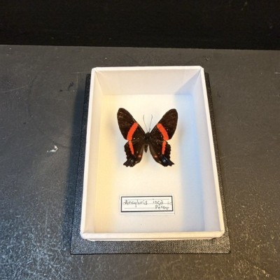 Entomological Box - Ancyluris inca butterfly