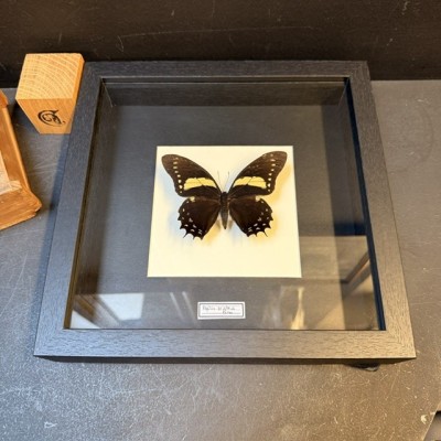 Papillon papilio aristeus - Cadre entomologique