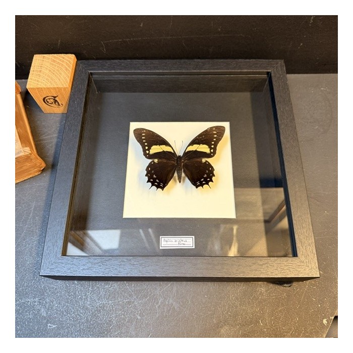 Papilio aristeus butterfly - Entomological frame