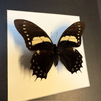 Papilio aristeus butterfly - Entomological frame