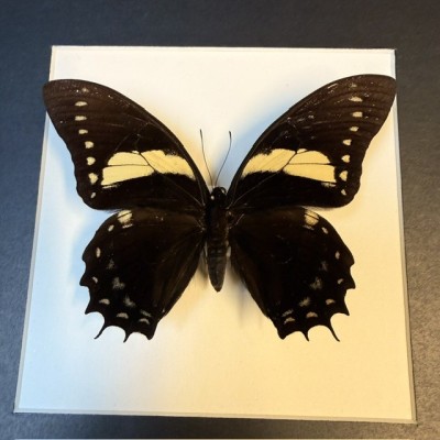 Papillon papilio aristeus - Cadre entomologique