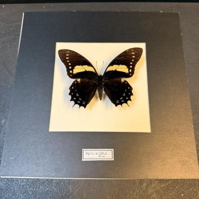 Papillon papilio aristeus - Cadre entomologique