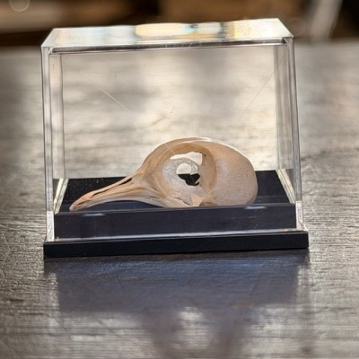 Crâne de Colombe spp sous boîte - Crâne d'oiseau