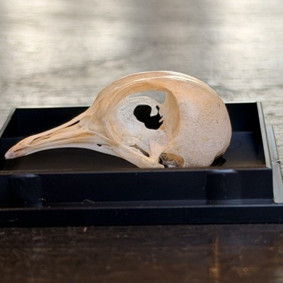 Dove - Bird skull under box