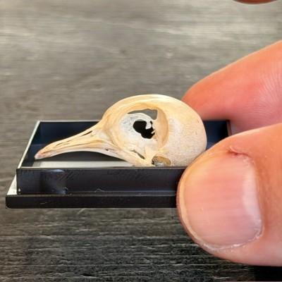 Crâne de Colombe spp sous boîte - Crâne d'oiseau