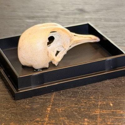 Crâne de Colombe spp sous boîte - Crâne d'oiseau
