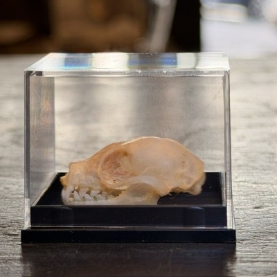 Bat skull - Cynopterus brachyotis