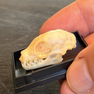 Bat skull - Cynopterus brachyotis