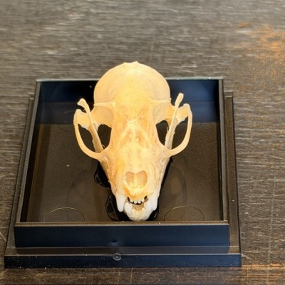 Bat skull - Cynopterus brachyotis