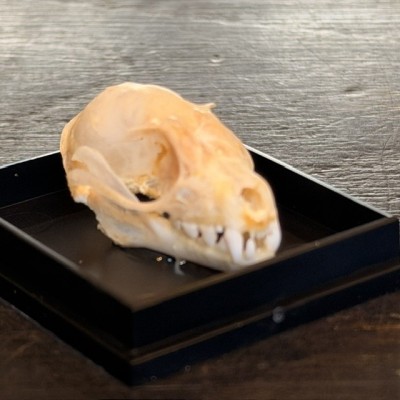 Bat skull - Cynopterus brachyotis