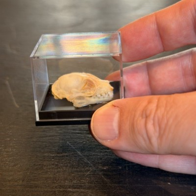 Bat skull - Cynopterus brachyotis