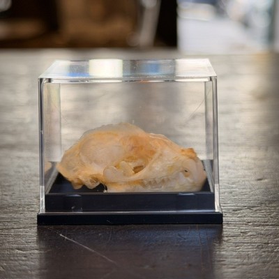 Crâne de chauve-souris - Hipposideros diadema