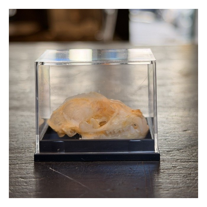 Bat skull - Hipposideros diadema