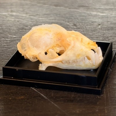 Crâne de chauve-souris - Hipposideros diadema