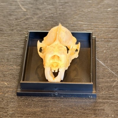 Crâne de chauve-souris - Hipposideros diadema
