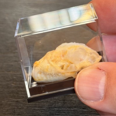 Crâne de chauve-souris - Hipposideros diadema