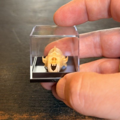 Crâne de chauve-souris - Hipposideros diadema