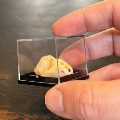 Bat skull - Hipposideros diadema