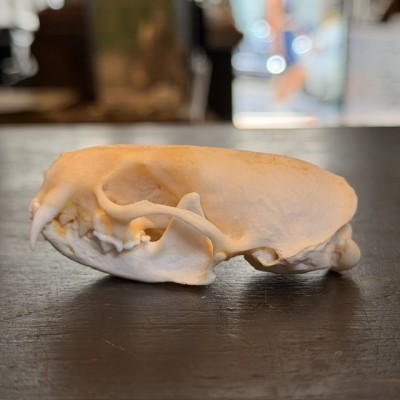 American mink Skull - Neovison vison