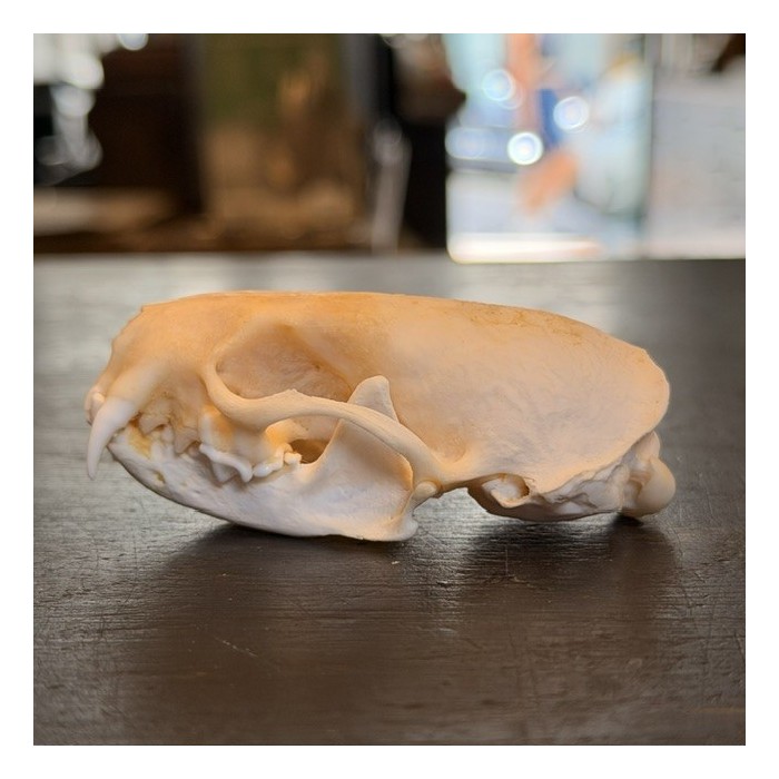 American mink Skull - Neovison vison