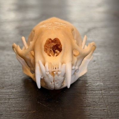 American mink Skull - Neovison vison