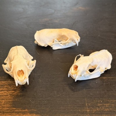 American mink Skull - Neovison vison