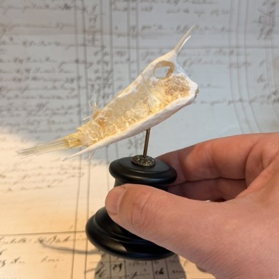 Exosquelette de Poisson coffre - Poisson vache