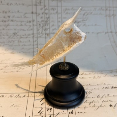Exoskeleton of Longhorn cowfish - Boxfish