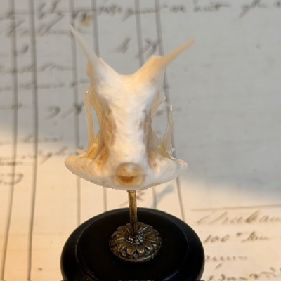 Exosquelette de Poisson coffre - Poisson vache