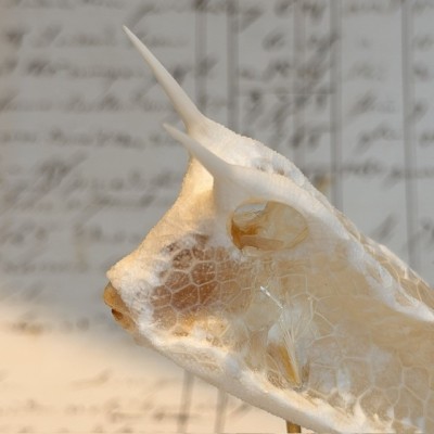 Exosquelette de Poisson coffre - Poisson vache