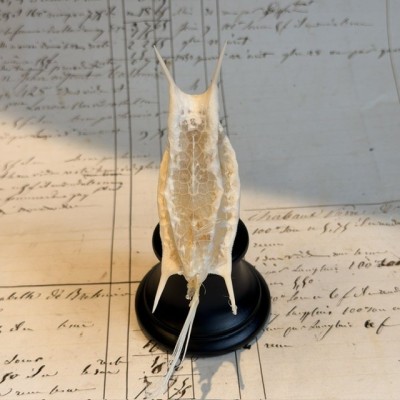 Exosquelette de Poisson coffre - Poisson vache
