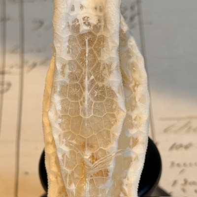 Exosquelette de Poisson coffre - Poisson vache
