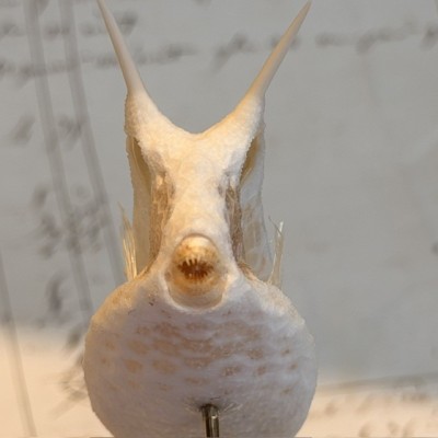 Exosquelette de Poisson coffre - Poisson vache