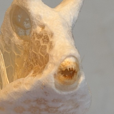 Exosquelette de Poisson coffre - Poisson vache