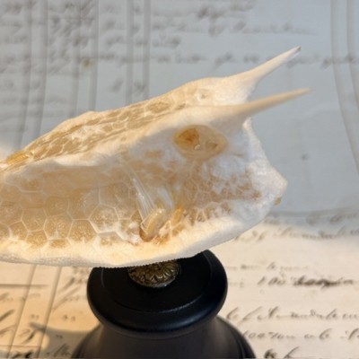 Exosquelette de Poisson coffre - Poisson vache