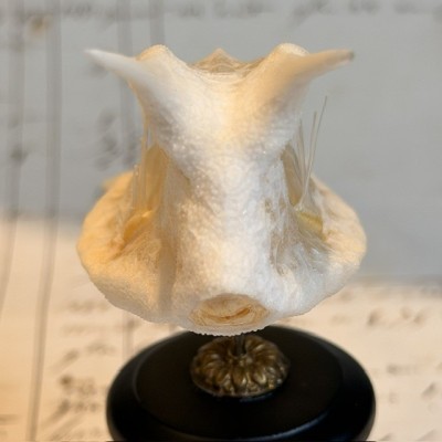Exosquelette de Poisson coffre - Poisson vache