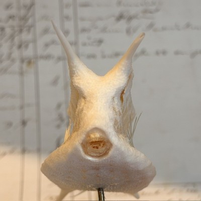 Exosquelette de Poisson coffre - Poisson vache