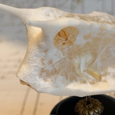 Exosquelette de Poisson coffre - Poisson vache