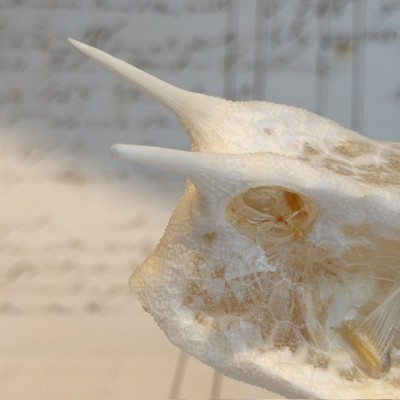 Exoskeleton of Longhorn cowfish - Boxfish