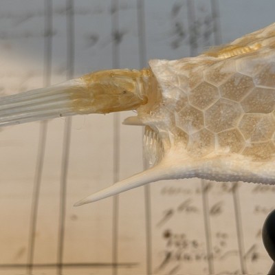 Exosquelette de Poisson coffre - Poisson vache