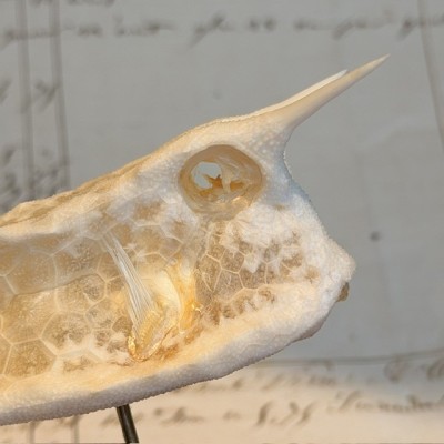 Exoskeleton of Longhorn cowfish - Boxfish