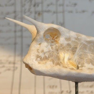 Exosquelette de Poisson coffre - Poisson vache