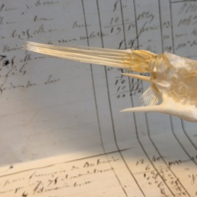 Exoskeleton of Longhorn cowfish - Boxfish