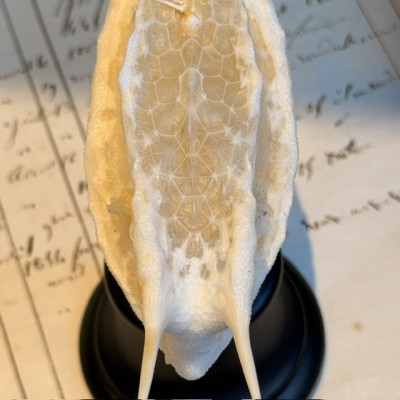 Exosquelette de Poisson coffre - Poisson vache